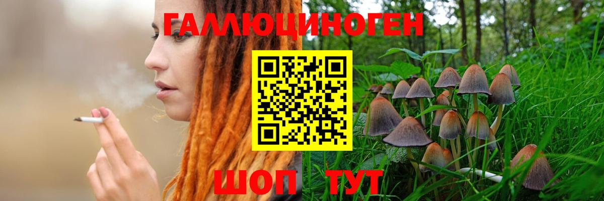 Галлюциногенные грибы Psilocybe Люберцы